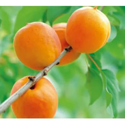 【2026年発送】杏子 信州大実 約2kg