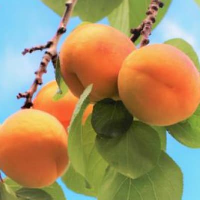 【2026年発送】杏子 さつき 約1kg