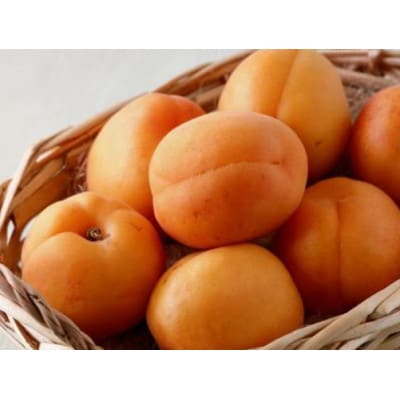 【2026年発送】あんず 園主おまかせ 約2kg