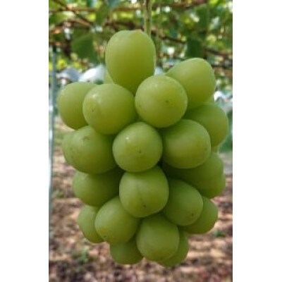 【2026年先行予約】12月発送シャインマスカット　約900g～1kg(2房)