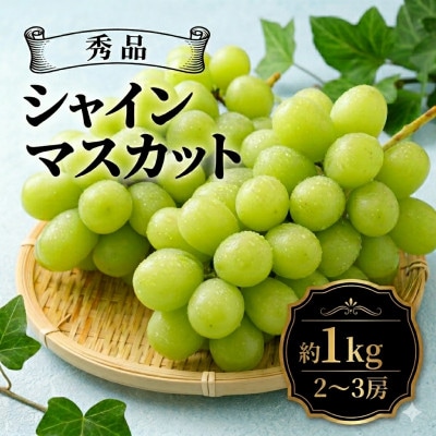 【2026年先行予約】シャインマスカット 約1kg(2～3房 ※最低900g以上)