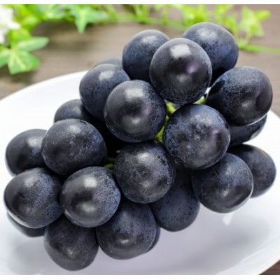 【2026年先行予約】ナガノパープル 約1kg(2～3房 ※最低900g以上)