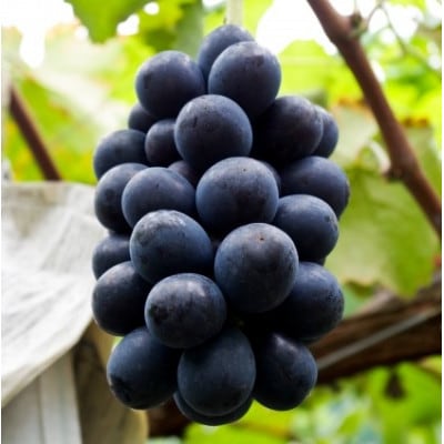 【2026年先行予約】ナガノパープル 約1kg(2～3房 ※最低900g以上)