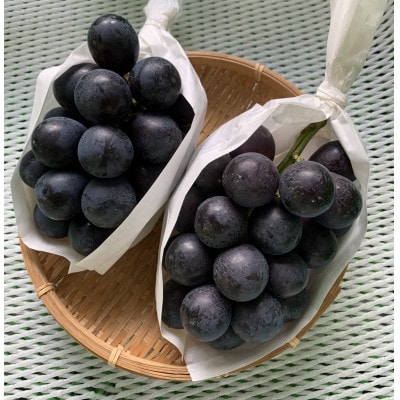 【2026年先行予約】ナガノパープル 約2kg(4～6房 ※最低1.8kg以上)