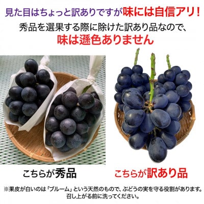 【2026年先行予約】訳あり ナガノパープル 約2kg(4～6房 ※最低1.8kg以上)