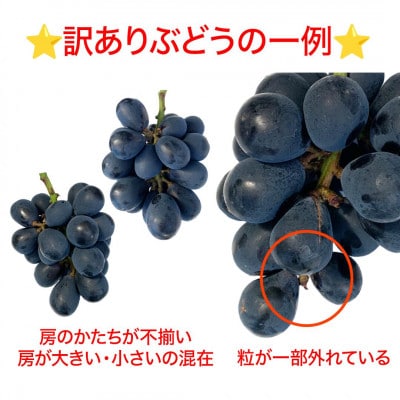 【2026年先行予約】訳あり ナガノパープル 約2kg(4～6房 ※最低1.8kg以上)