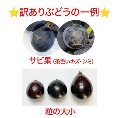 【2026年先行予約】訳あり ナガノパープル 約2kg(4～6房 ※最低1.8kg以上)