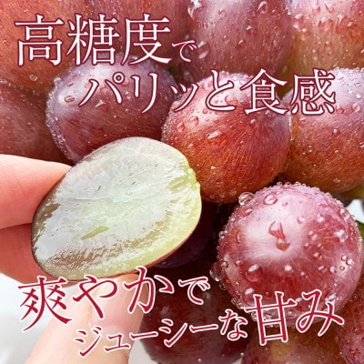 【2026年先行予約】クイーンルージュ(R) 約1kg(2～3房 ※最低900g以上)