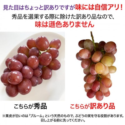 【2026年先行予約】訳あり クイーンルージュ(R) 約2kg(4～6房 ※最低1.8kg以上)