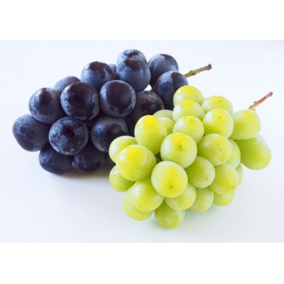 【2026年発送】シャインマスカット&ナガノパープル 詰め合わせセット 約1kg※最低900g以上