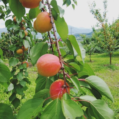 【2026年発送】あんず「ハーコット」生食用 約2kg