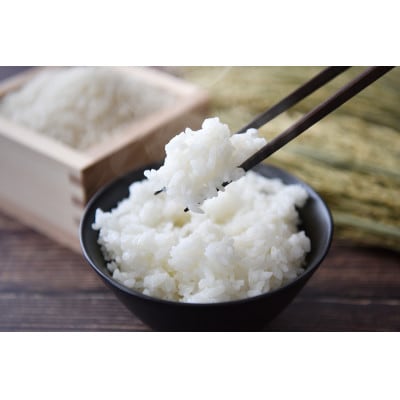 【令和7年産】コシヒカリ 精米 10kg
