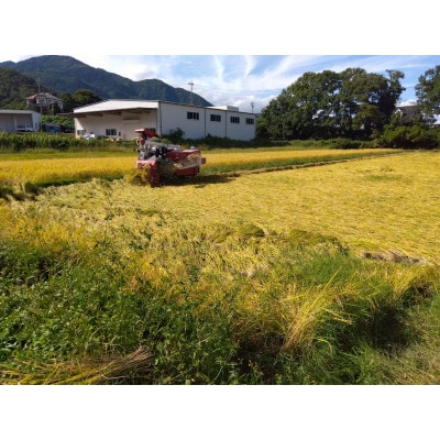 【令和7年産】コシヒカリ 精米 10kg