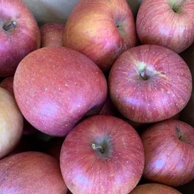 千曲市産【訳あり】サンふじ りんご  約10kg