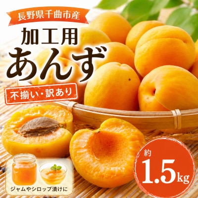 【2026年先行予約】長野県千曲市産 加工用(訳あり)生あんず 約1.5kg