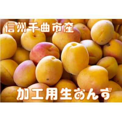 【2026年先行予約】長野県千曲市産 訳あり　加工用　生あんず 約3kg