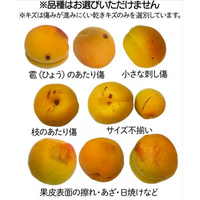 【2026年先行予約】長野県千曲市産 訳あり　加工用　生あんず 約3kg