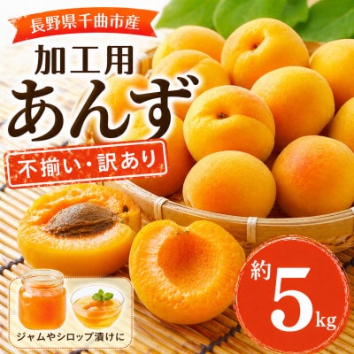 【2026年先行予約】長野県千曲市産 加工用(訳あり)生あんず 約5kg