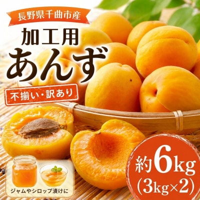 【2026年先行予約】長野県千曲市産 加工用(訳あり)生あんず 約6kg(3kg×2)