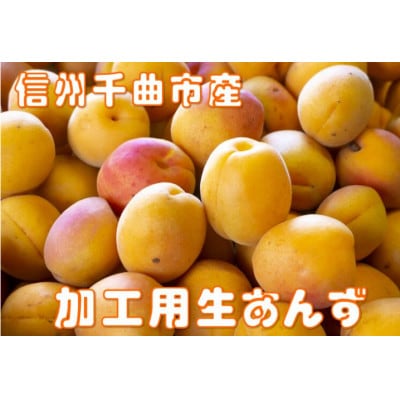 【2026年先行予約】長野県千曲市産 訳あり　加工用　生あんず 約10kg(5kg×2)