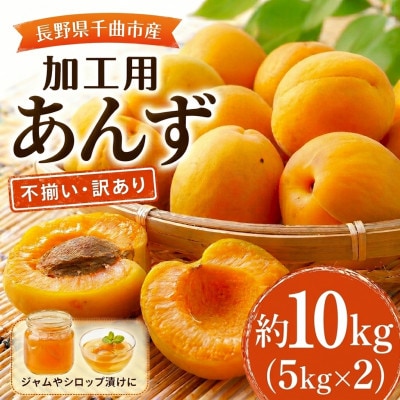 【2026年先行予約】長野県千曲市産 加工用(訳あり)生あんず 約10kg(5kg×2)