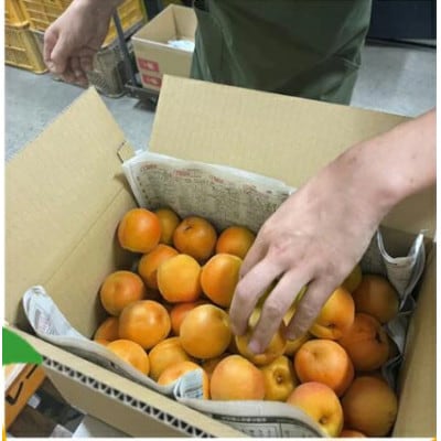 【2026年先行予約】長野県千曲市産 訳あり　加工用　生あんず 約10kg(5kg×2)