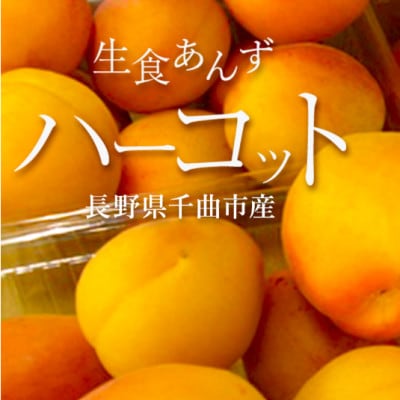 【2027年先行予約】あんず「ハーコット」生食用 約1kg(500g×2パック)