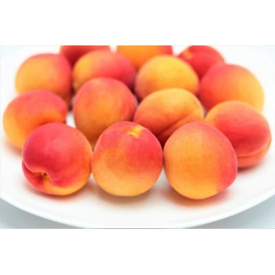 【2027年先行予約】あんず「ハーコット」生食用 約1kg(500g×2パック)
