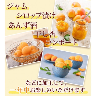 【2027年先行予約】あんず 加工用 秀品 約1kg(500g×2パック)