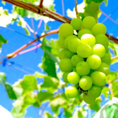 【2026年発送】シャインマスカット 約1kg　(1～2房)