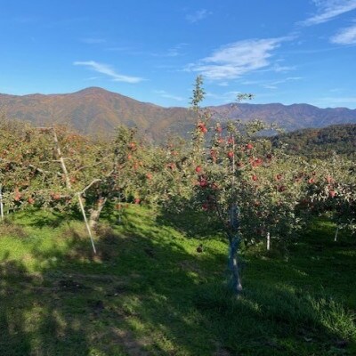 【2025年先行予約】訳あり　りんご サンふじ 約10kg　長野県産