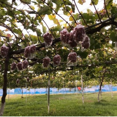 【2026年発送】クイーンルージュ(R) 約700g(1房)