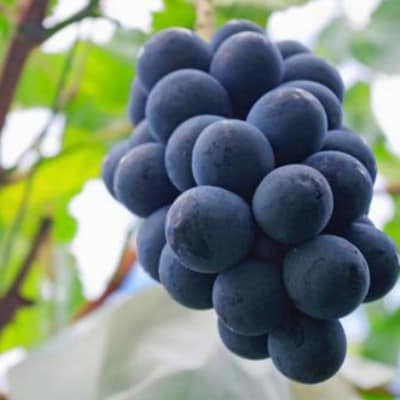 【2026年発送】ナガノパープル 約1～1.2kg(2房)