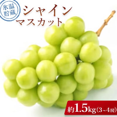 【2026年発送】氷温貯蔵シャインマスカット 約1.5kg(3~4房)
