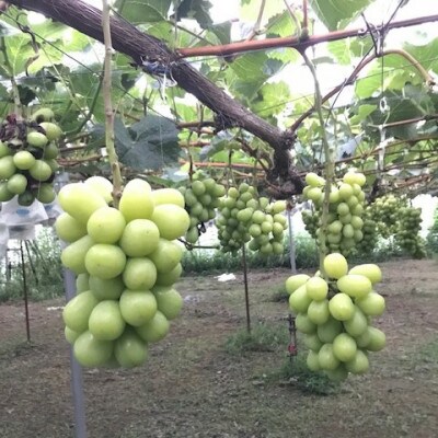 【2026年発送】氷温貯蔵シャインマスカット 約3kg(5~6房)