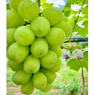 【2026年発送】ぶどう 雄宝 約1.5kg(2房)