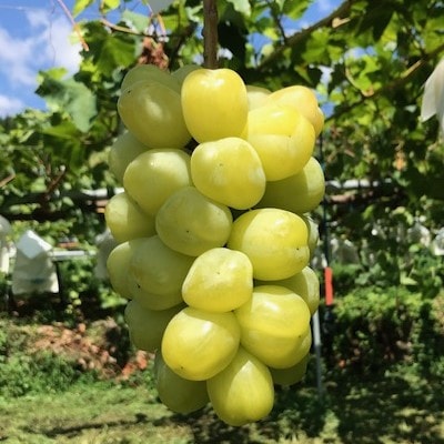 【2026年発送】ぶどう 雄宝 約2kg(3房)