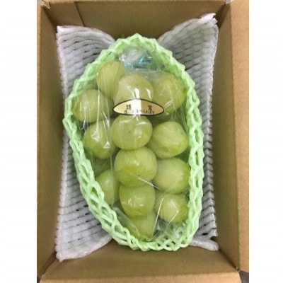 【2026年発送】ぶどう 雄宝 約2kg(3房)