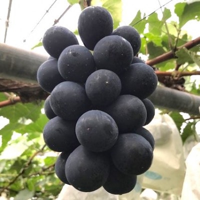 【2026年発送】ぶどう ナガノパープル粒パック 約1kg