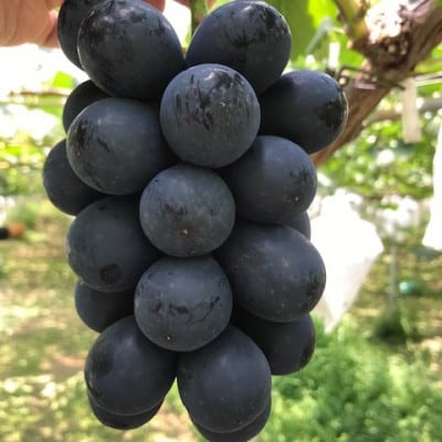 【2026年発送】ぶどう ナガノパープル粒パック 約1kg