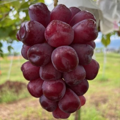 【2026年発送】黒いシャインマスカット「富士の輝」 約1kg～約1.2kg