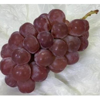 【2026年発送】ぶどう「スカーレット」約1kg～1.2kg