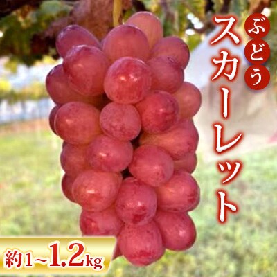 【2026年発送】ぶどう「スカーレット」約1kg～1.2kg
