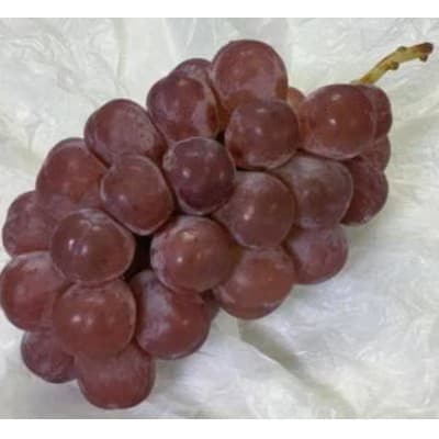 【2026年発送】ぶどう「スカーレット」約1kg～1.2kg