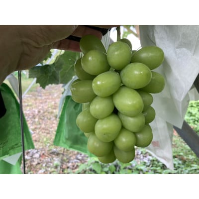 【2026年先行予約】シャインマスカット 約1kg(2房～3房)