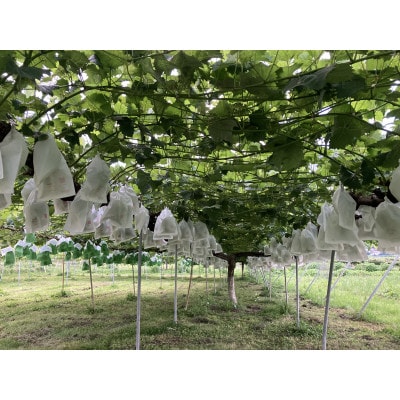 【2026年先行予約】シャインマスカット 約1kg(2房～3房)