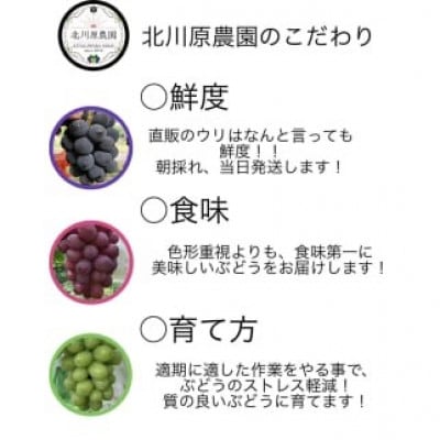 【2026年先行予約】シャインマスカット 約1kg(2房～3房)