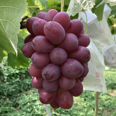 【2026年先行予約】クイーンルージュ(R)　約1kg(2～3房)