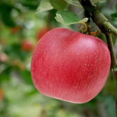 �y2026�N��s�\��z��� �V�i�m�X�C�[�g  ��3kg (6�`11��)