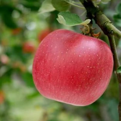 �y2026�N��s�\��z��� �V�i�m�X�C�[�g ��5kg (12�`20�� )